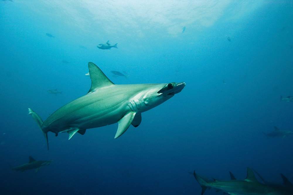 作为海洋环境中的霸主，鲨鱼在过去50年中的消亡速度令人震惊。.jpg