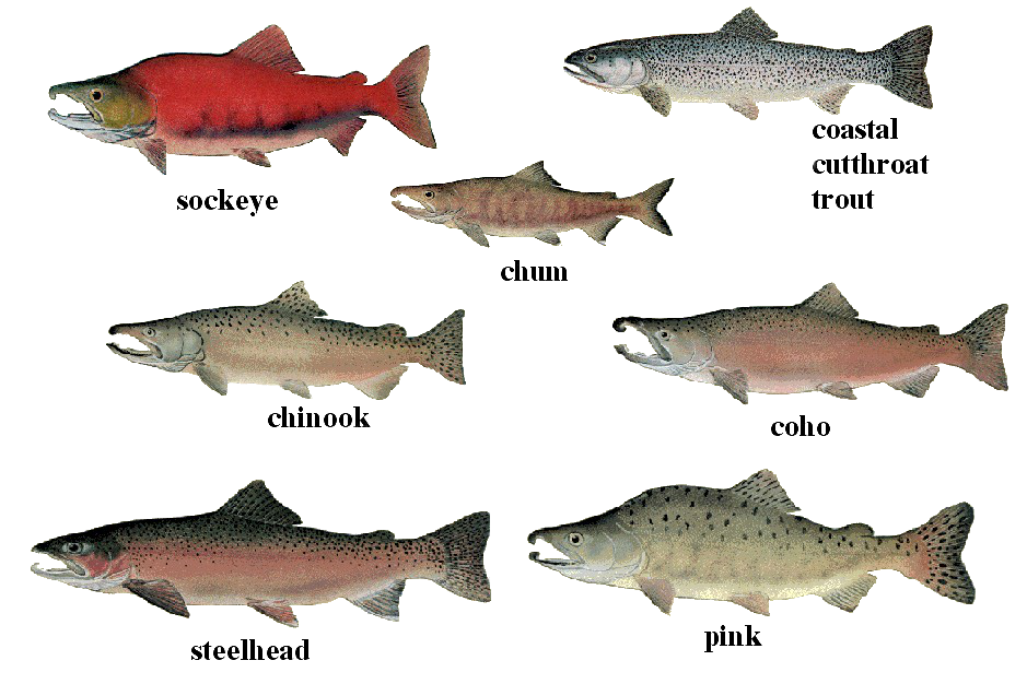 Salmon_01_transparent.png
