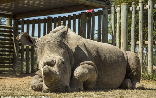 世界上最后一只白犀牛,准备在tinder上约炮?这种标题你看懂了?