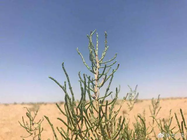 ctime 表态网论坛--支付宝“蚂蚁森林”最新现场实拍,梭梭树大变样!